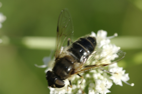 Eristalis sp.